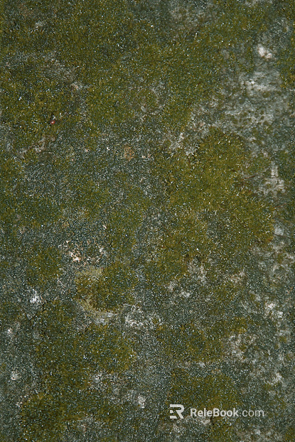 moss texture