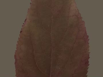 Maroon leaves natural decoration material texture (ID:ffaeh173326)