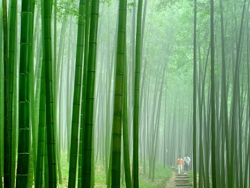 Bamboo texture (ID:ffaeg73466)