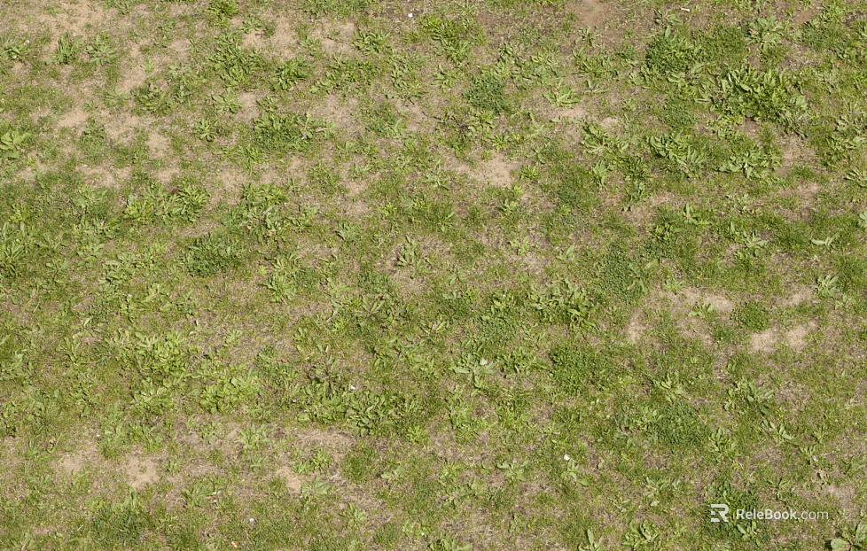 Grassland texture