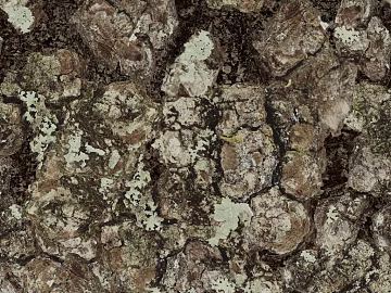 Gray brown with moss bark natural decorative surface texture (ID:ffaeh028046)