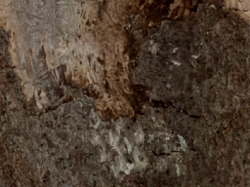 bark texture (ID:ffabg56062)