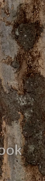 bark texture
