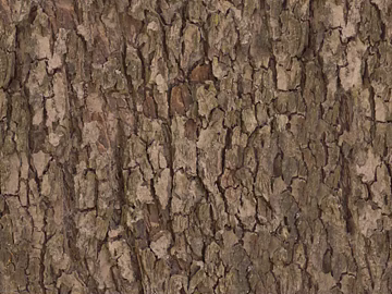 bark texture (ID:ffajg19979)