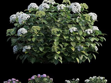 Multicolor Hydrangea Garden Landscaping Plants texture (ID:ffaeh264064)