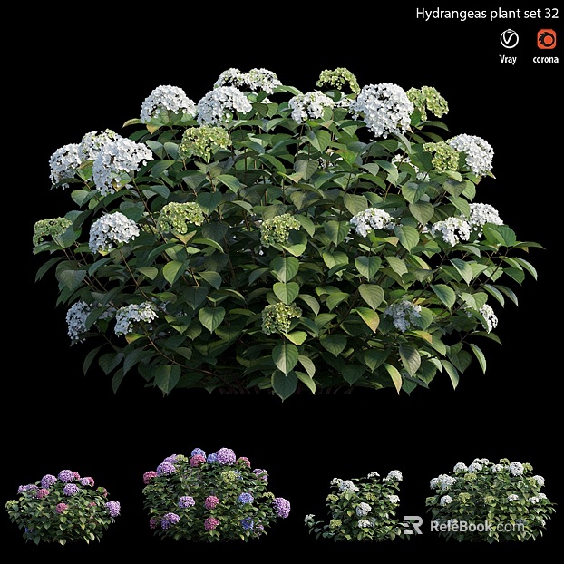 Multicolor Hydrangea Garden Landscaping Plants texture