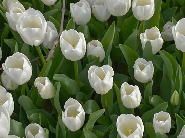 Flowers texture (ID:ffach367954)