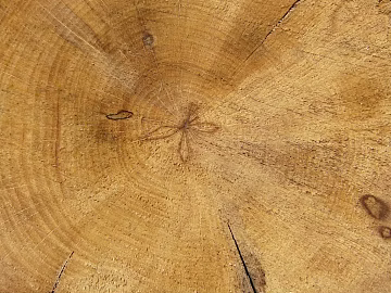 annual rings texture (ID:ffadf8344)