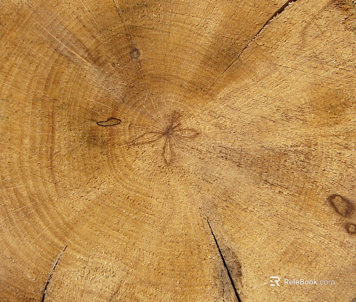 annual rings texture