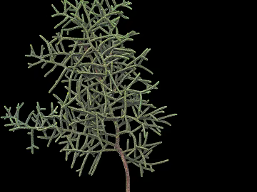 Plants texture (ID:ffacg35778)
