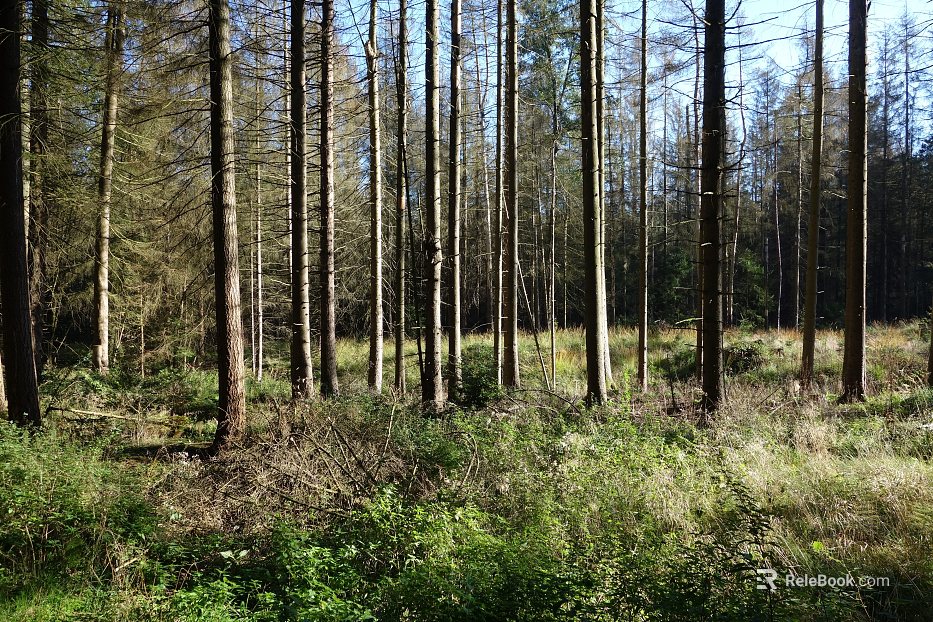 Wild Scenery texture