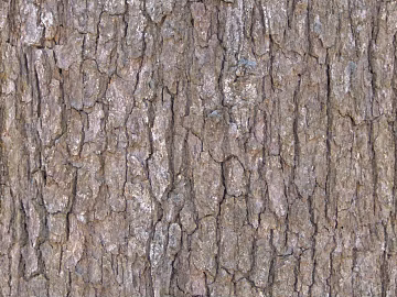 bark texture (ID:ffach654491)