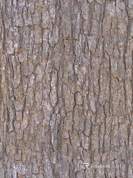 bark texture
