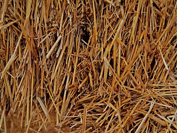 Thatch texture (ID:ffabg92772)