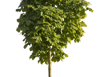 Trees Autumn Trees Big Trees Small Trees Commercial Trees Roadside Trees Community Greening texture (ID:ffach256143)