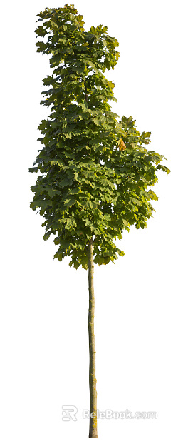 Trees Autumn Trees Big Trees Small Trees Commercial Trees Roadside Trees Community Greening texture