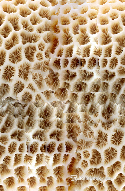 Stone texture
