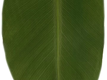 leaves texture (ID:ffacg71499)
