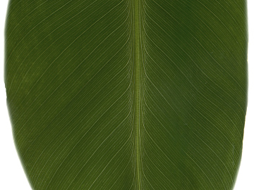 leaves texture (ID:ffacg71499)