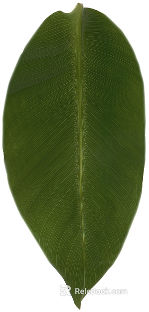 leaves texture
