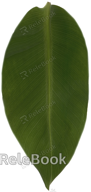 leaves texture