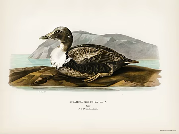 Animal painting texture (ID:ffacg35026)