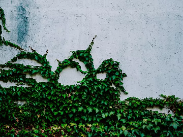 Parthenocissus texture (ID:ffagg48488)