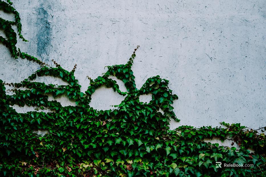 Parthenocissus texture