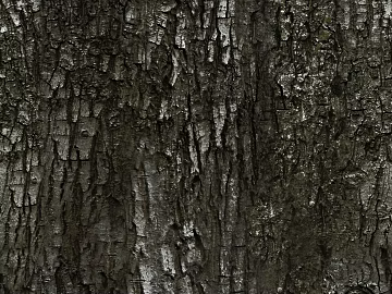 ancient tree bark texture (ID:ffhee160)