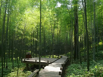 Bamboo Forest texture (ID:ffaag64632)