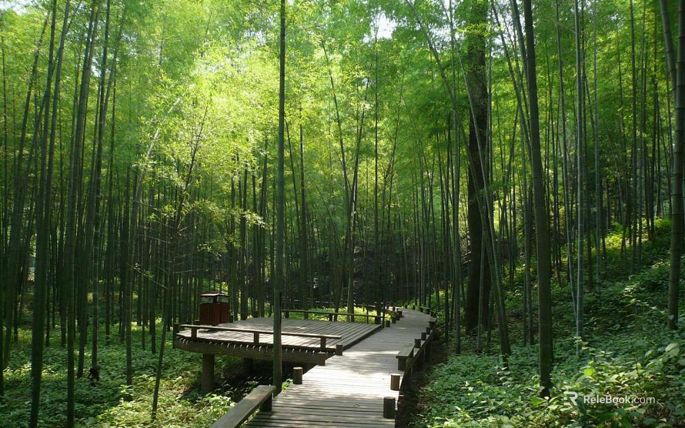 Bamboo Forest texture