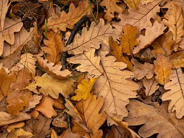 leaves 3d model