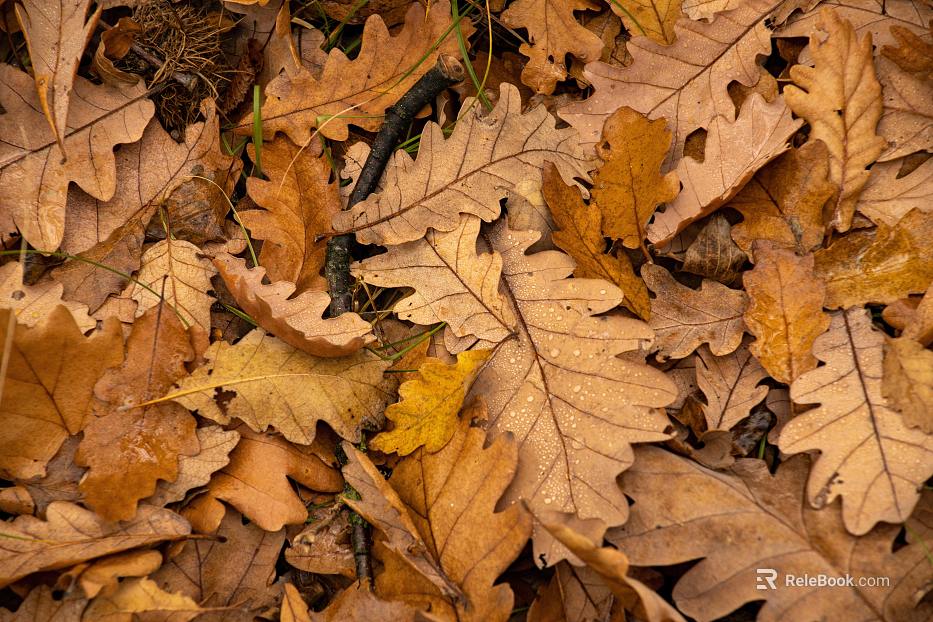 leaves texture