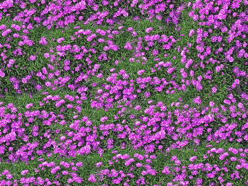 Flowers texture (ID:ffaeg06008)