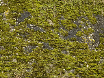 moss texture (ID:ffaag96046)