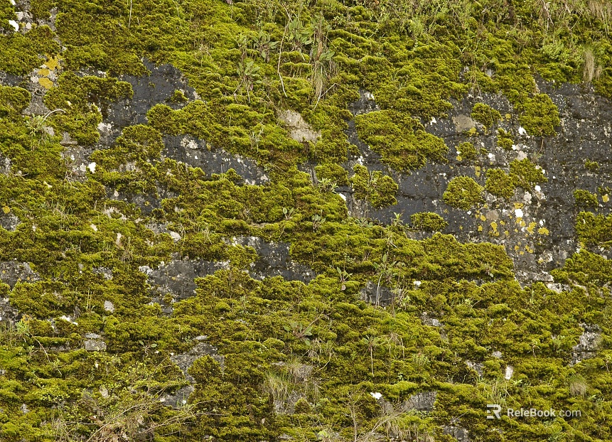 moss texture