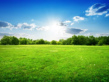 Wild Scenery texture (ID:ffach313241)