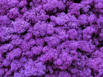 moss texture (ID:ffabg19584)