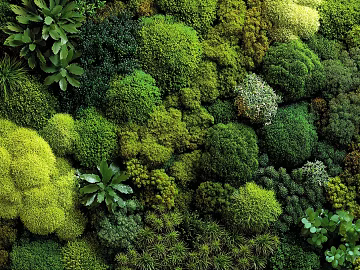 Bryophytes Wall Decoration Ecological Wall Greening Wall Indoor Gardening Vertical Greening Plant Wall texture (ID:ffach576213)