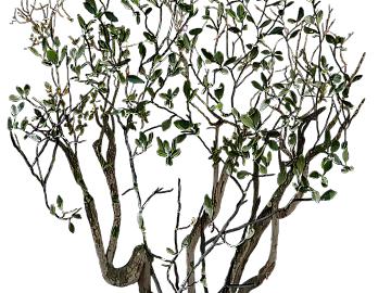 Plants texture (ID:ffacg63977)