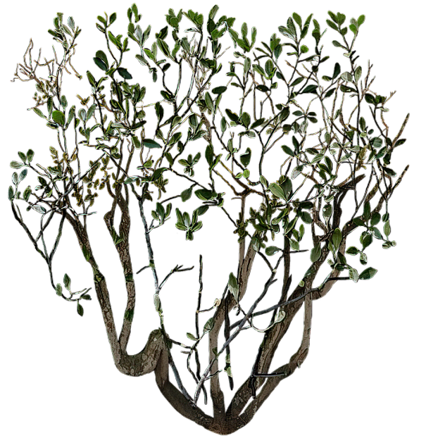 Plants texture