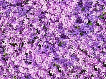 Flowers texture (ID:ffach173216)