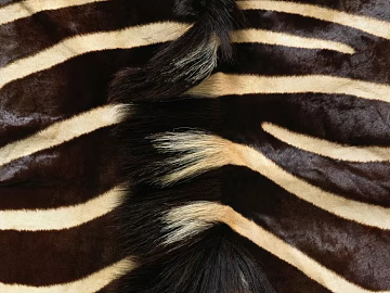 animal skin texture (ID:ffaff3193)