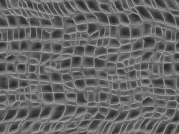 Black and white relief texture (ID:ffaeh928686)