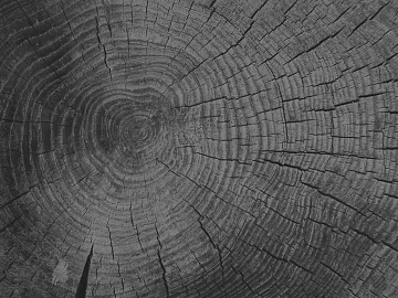 annual rings texture (ID:ffabg93783)