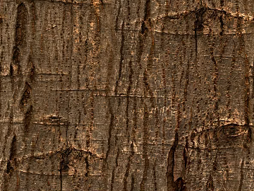 bark texture (ID:ffabg91039)