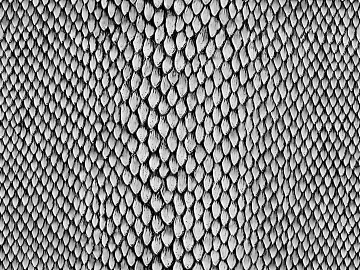 animal skin texture (ID:ffacg57987)