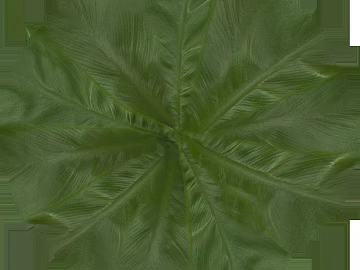 Plants texture (ID:ffaeg40287)