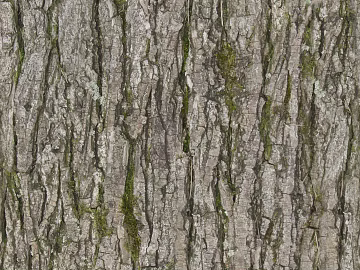 ancient tree bark texture (ID:ffhee370)