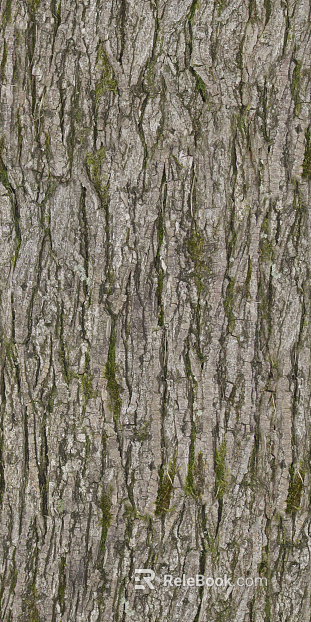 ancient tree bark texture